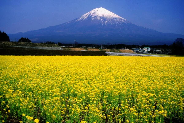 Colorful flower fields in full bloom with snow-capped Mount Fuji rising majestically in the background